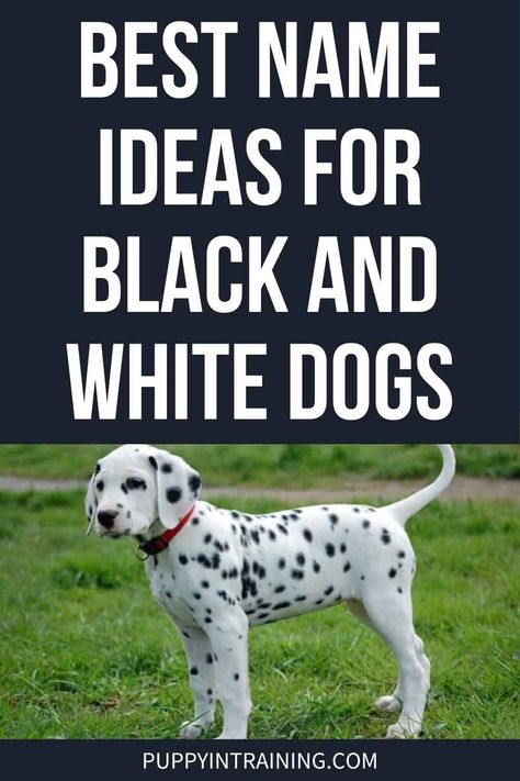 Best Name Ideas For Black And White Dogs Pitbull Puppy Names, White Pitbull Puppies, Black And White Pitbull, White Boxer Puppies, White Labradoodle, Black Dog Names, Black And White Puppy, White Dog Breeds