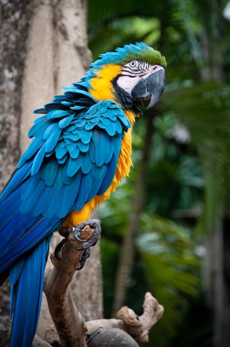 macaw parrot Macaw Art, Best Library, Blue Macaw, Macaw Parrot, Green Bird, Diy Art Projects, Art Reference Photos, Free Image, Animals And Pets