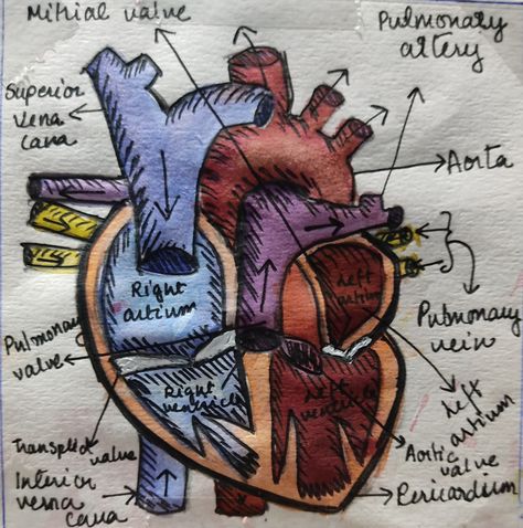 Human Heart Drawing Aesthetic, Human Heart Art Aesthetic, Anatomy Goodnotes, Heart Diagram Anatomy, Aesthetic Labels, Ipad Notetaking, Human Eye Diagram, Aesthetic Biology, Human Heart Diagram