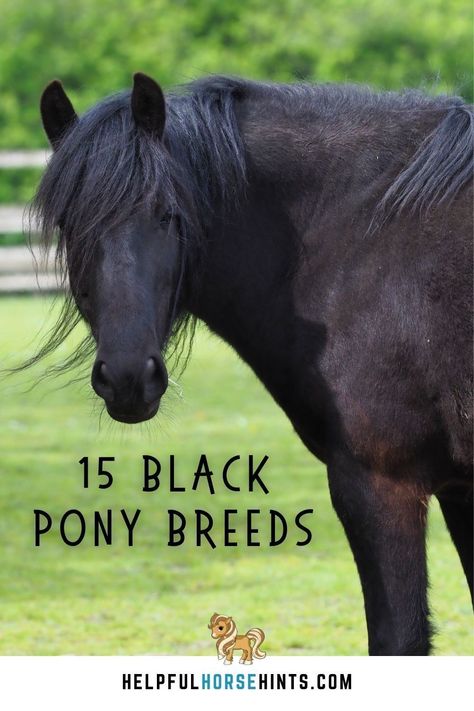 Although horses are more popular than ponies, these small equines fondly remain in people’s hearts. Ponies can still appear mysterious, elegant, and strong, especially in black. If you’re both an equine enthusiast and lover of black animals, you know how tempting it could be to own a black pony. In this article, we have listed the fifteen black pony breeds you can put down on your must-own list. #horse #pony #breeds #black #cute #aesthetic #helpfulhorsehints Muscular Neck, Animals For Children, Fell Pony, Highland Pony, Connemara Pony, Chincoteague Ponies, Horse Information, Pony Breeds, Welsh Pony