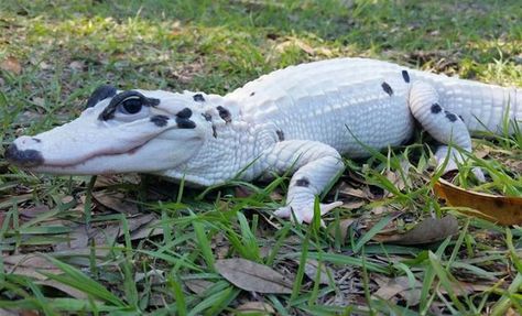 Meet The World’s First Piebald Alligator And An Extremely Rare Leucistic Alligator In Florida Melanistic Animals, Rare Albino Animals, Animal Conservation, Albino Animals, Alligator Crocodile, Cute Reptiles, Unusual Animals, Rare Animals, Animal Photos