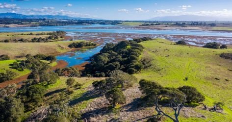 Besides being the largest estuary in California, Elkhorn Slough is a blissful sanctuary for nature lovers. Types Of Rays, Elkhorn Slough, Elephant Seals, Pacific Coast Highway, Monterey Bay, Nature Conservation, Coastal Towns, 2024 Vision, Pacific Coast