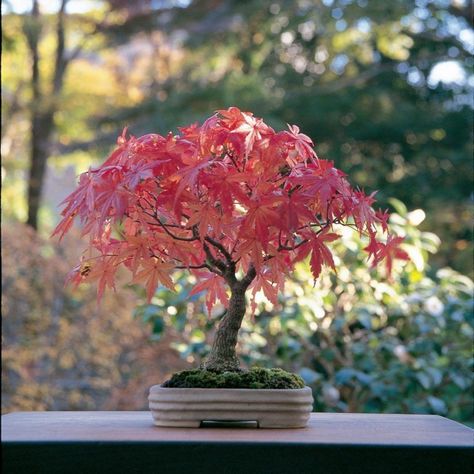 Acer Bonsai, Red Maple Bonsai, Japanese Maple Bonsai, Japanese Red Maple, Maple Bonsai, Red Maple Tree, Bonsai Care, Bonsai Seeds, Philodendron Monstera