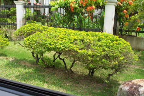 Plant: Golden Dew Drop (Duranta erecta 'Gold Mound') Duranta Erecta, Dew Drops, Trees To Plant, Garden Ideas, Trees, Plants, Gold