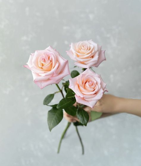 Rosé Suit, Light Pink Roses, Standard Roses, Ecuadorian Roses, Long Vase, Rose Varieties, Light Pink Rose, Luxury Garden, Wholesale Flowers