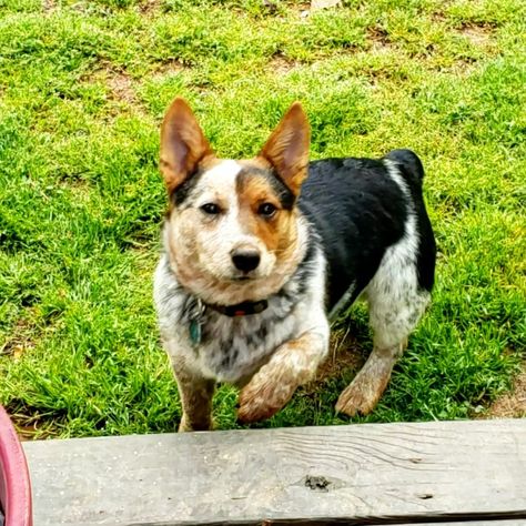 Corgi Full Grown, Corgi Cross, Cowboy Corgi, Pembroke Corgi, Corgi Mix, Corgi Pembroke, Cattle Dog, A Cross, Dog Training