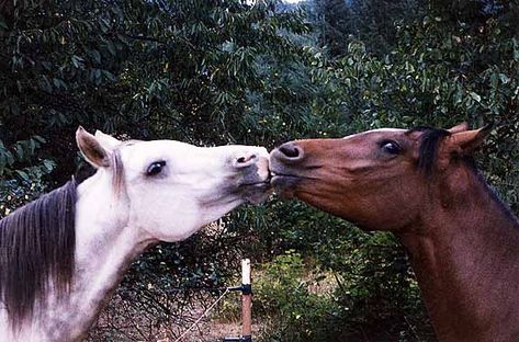 HorsesKissing.L Horses Kissing, 2 Horses, Photos Of Animals, Beautiful Horses Photography, Heartwarming Photos, Animals Friendship, White Horses, Kittens Funny, Horse Photos