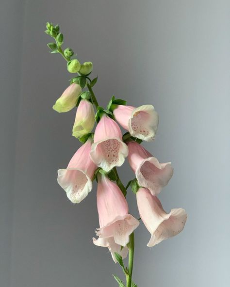 Wild Sweet Pea, Apricot Foxglove, Singular Flower, Foxglove Flower, Foxglove Flowers, Fox Glove, Mauve Flowers, Flowers Simple, Garden Growing