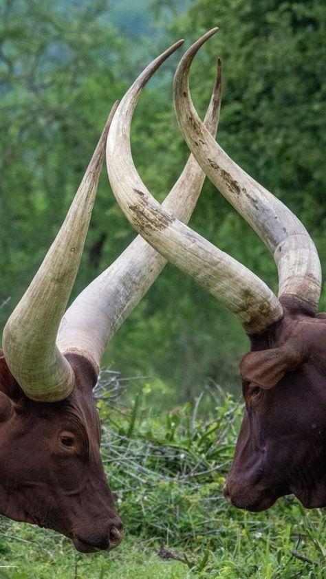 Ox Aesthetic, Watusi Bull, Nguni Cows Photography, Indian Cows Photography, African Bull Elephant, African Buffalo Photography, Breeds Of Cows, Android Wallpaper Blue, Bucking Bulls