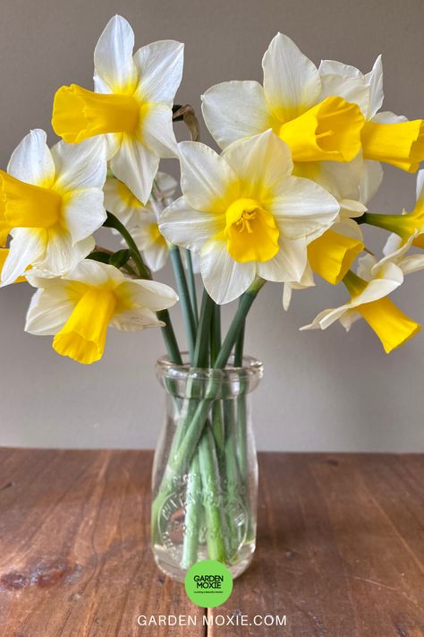 Daffodil Flower Arrangements, Daffodil Bouquet Wedding, Flower Bouquet Daffodils, Daffodil Vase Arrangement, Daffodil Photography, Daffodil Photo, Daffodil Wedding, Vase Of Daffodils, Iris Bouquet