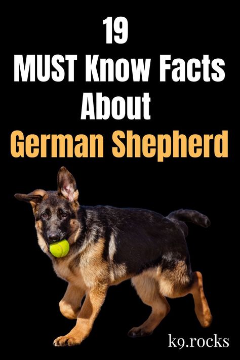 From which type of German Shepherd is best for you to whether German is the best language to train your dog in, we have compiled 19 MUST know facts about German Shepherds. An excellent guide for anyone who is thinking about adopting or someone who has recently adopted a German Shepherd, we did the answer-seeking for you. Along with their hardworking tendencies, German Shepherds are the second most registered breed with the American Kennel Club. Lacrosse Training, German Shepherd Care, Types Of German Shepherd, German Shepherd Facts, Female German Shepherd, German Shepherd Training, German Shepherd Breeds, Dog Advice, Dog Business