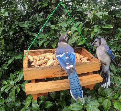 The Best Bird Feeders for Blue Jays Blue Jay Feeder, Blue Jay Bird Feeder, Platform Bird Feeder, Bird Feeder Hangers, Beautiful Picnic, Best Bird Feeders, Bird Feeding Station, Bird Houses Ideas Diy, Bird House Feeder