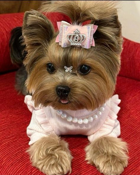 Yorkie Accessories, Cute Dogs And Cats, Yorkshire Terrier Haircut, Teacup Yorkie Puppy, Cute Small Dogs, Puppy Mom, Dog Mommy, Very Cute Puppies, Yorkie Terrier