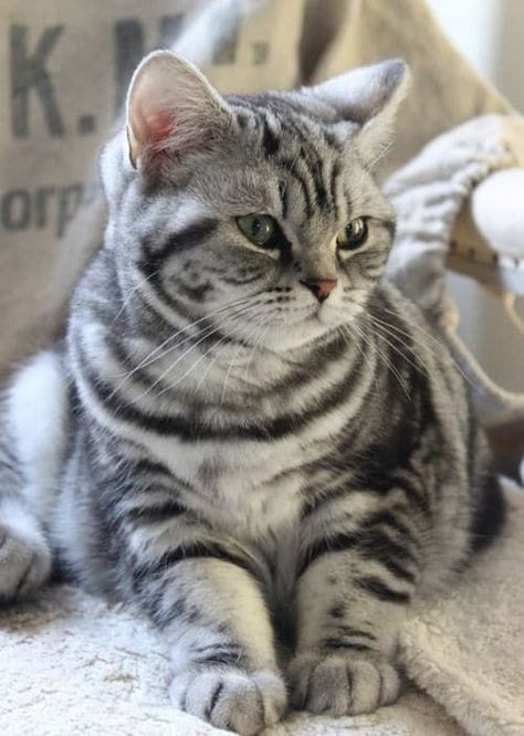 Ocicat Cats, Ocicat, American Shorthair Cat, Söt Katt, American Shorthair, British Shorthair Cats, Haiwan Peliharaan, British Shorthair, Domestic Cat