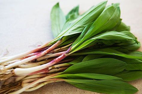 Pickle Ideas, Wild Leeks, Wild Ramps, Ramp Pesto, Wild Onions, Wild Edibles, Simply Recipes, Edible Plants, Green Onions