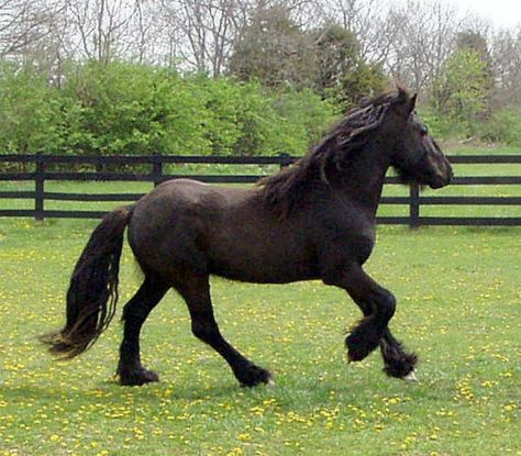 Dales Pony stallion, Raspotnik Connor. Dales Pony, Dapple Black Horse, Warlander Horse Black, Dapple Grey Warmblood, Dartmoor Pony, Indian Springfield Dark Horse, Pony Breeds, Two Horses, Horse Boarding