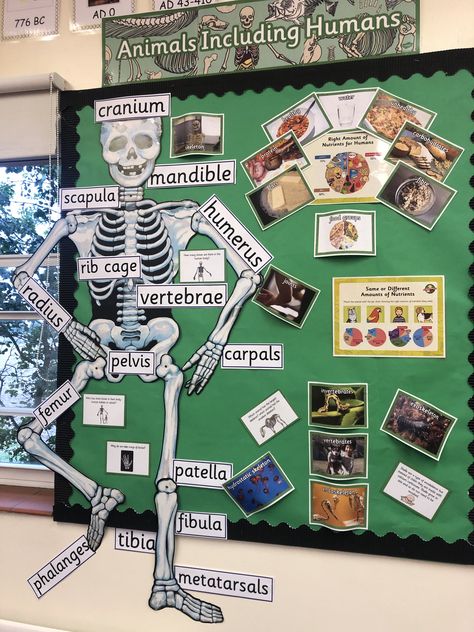 Bio Lab Decoration Ideas, Biology Display Board Ideas, Animals Including Humans Ks1 Display, Animals Including Humans Display Ks2, Science Class Decoration Ideas, Animals Including Humans Ks1, Biology Lab Decoration Ideas, Science Classroom Display, Science Display Board Ideas