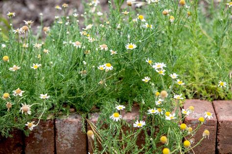 How To Grow And Care For Chamomile Chamomile Lawn, Chamomile Growing, Chamomile Seeds, Chamomile Plant, Aromatic Plant, Herbal Teas, Low Maintenance Plants, Plant Supports, How To Make Tea