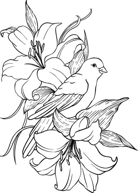 Pyrography Ideas, Pattern Package, Song Birds, Birds Pattern, Bird Coloring Pages, Adult Colouring Pages, State Birds, White Drawing, Flower Sketches