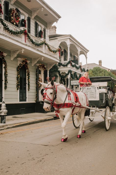 Christmas In New Orleans, Best Christmas Vacations, New Orleans Christmas, Southern Romance, New Orleans Architecture, New Orleans Vacation, Horse Drawn Carriage, Kelly In The City, Christmas Horse