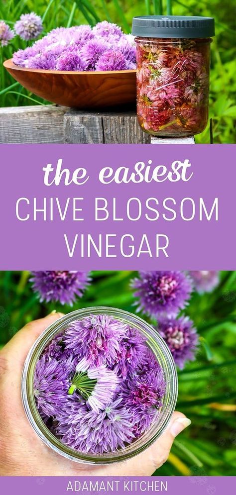 Discover the easiest chive blossom vinegar within our chive flower recipes & chive blossom uses. This simple method allows the vibrant chive blossoms to infuse their mild, spicy garlic flavor into vinegar, creating a stunning pink hue. It’s perfect for enhancing marinades, salad dressings, and more. Find more infused vinegar recipes, salad dressing recipes, and homemade salad dressing at adamantkitchen.com. Flavoured Vinegar Recipes, What To Do With Chives, Chive Blossom Vinegar, Chive Blossom Recipe, Chive Blossom Uses, Infused Vinegar Recipes, Chive Flowers Recipe, Diy Extracts, Flowers In Season