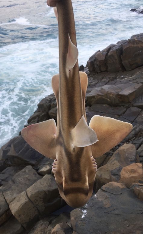 Port Jackson Shark Tattoo, Port Jackson Shark, Shark Tattoo, Shark Tattoos, Oc Inspo, Creature Feature, Pretty Photos, Fishing Boats, Sharks