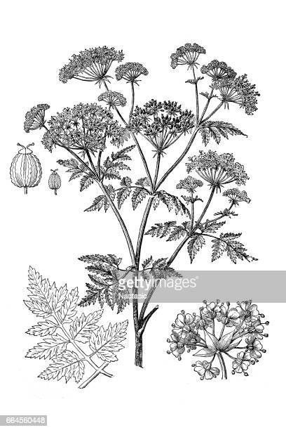 Conium Maculatum, Poison Hemlock, Biennial Plants, Parts Of A Plant, Photo Puzzle, North Africa, Art Reproductions, Image Illustration, Photographic Prints