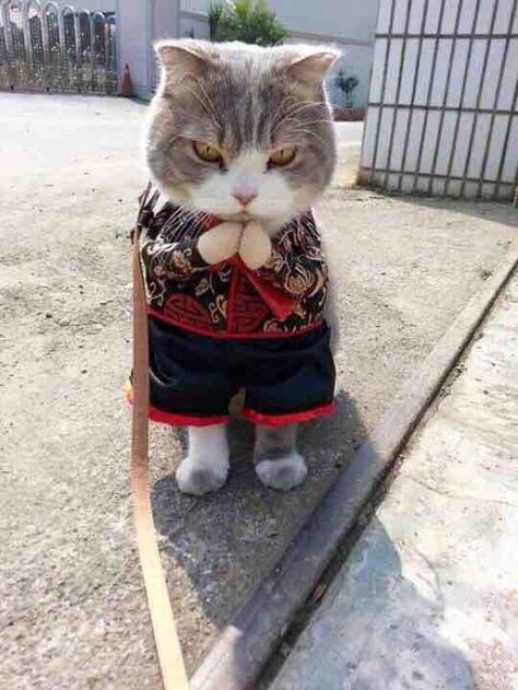 Funny Animal Images, Evil Cat, Cutest Animals, Cat Fashion, Happy Chinese New Year, Cat Costumes, Crazy Cat, Cat Wall, Cat Care