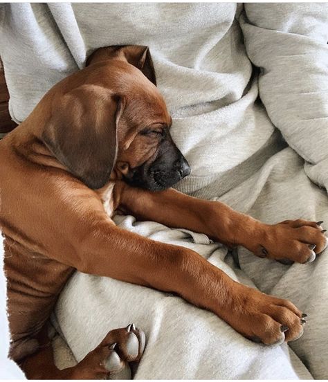 Rodhesian Ridgeback, Ridgeback Puppies, Ridgeback Puppy, Puppy Aesthetic, Dream Puppy, Ridgeback Dog, Dog Aesthetic, Story Insta, Lion Dog