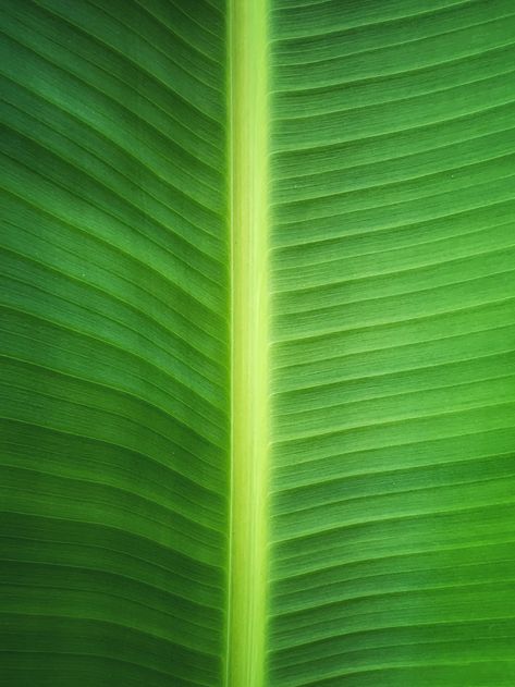 leaf photo – Free Green Image on Unsplash Banana Leaf Texture, Banyan Leaf, Leaf Photo, Plant Logos, Leaf Plant, Leaf Logo, Fruit Plants, Tropical Rainforest, Banana Leaf