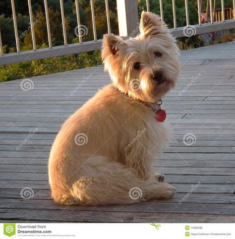 Carin Terrier, Cairn Terrier Puppies, Tik Tok Videos Funny, Dog Stock Photo, Norfolk Terrier, Cairn Terriers, Norwich Terrier, Terrier Breeds, Terrier Puppies