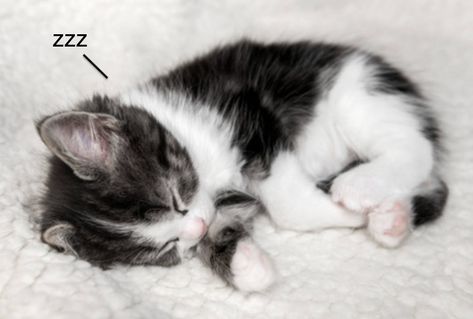 Kitten Sleeping, Sleeping Cats, Kitten Cute, Sleeping Kitten, Cute Little Kittens, Silly Cats Pictures, Fluffy Blanket, Mia 3, White Blanket