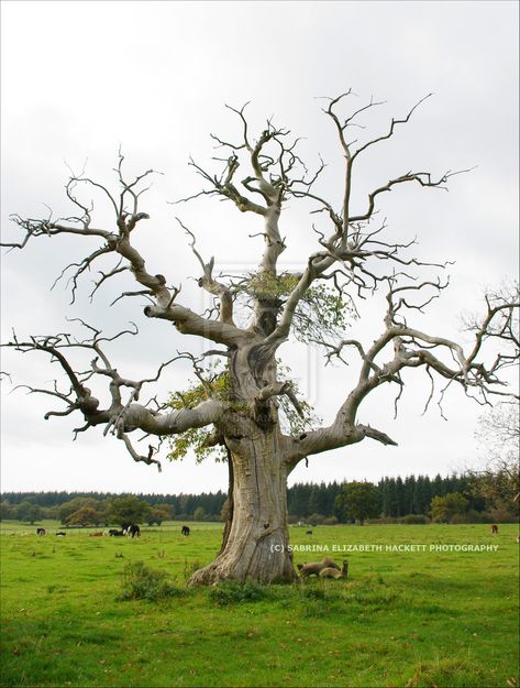 old trees | Under the Florida Maples: Just an Old Dead Tree Old Tree Drawing, 숲 사진, Dead Tree, Bare Tree, Old Tree, Old Trees, Unique Trees, Tree Photography, Nature Tree