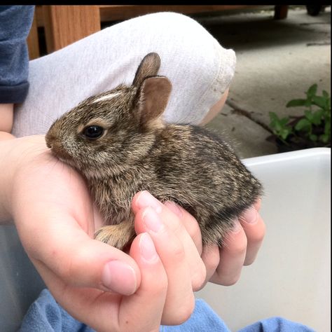 Baby bunny from the garden Wild Baby Rabbits, Baby Rabbits, Wild Baby, Baby Bunny, Baby Bunnies, Petunias, Rabbits, The Garden, Cute Animals