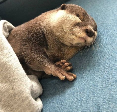 Tweet Snoopy Cat, Sleeping Otters, Early Night, Otters Cute, Otter Love, Baby Otters, Funny Animal Photos, Sea Otter, Cute Wild Animals