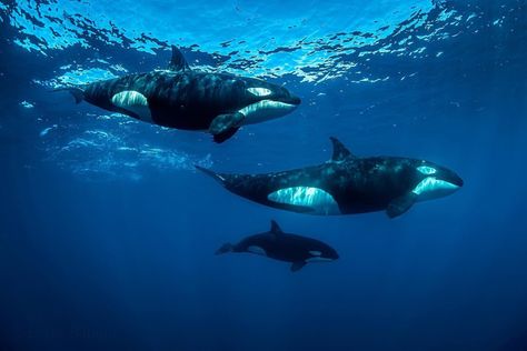 Orcas Swimming, Orcinus Orca, Macbook Wallpapers, Marine Wildlife, Orca Whale, Orca Whales, Apex Predator, Killer Whale, Ocean Vibes