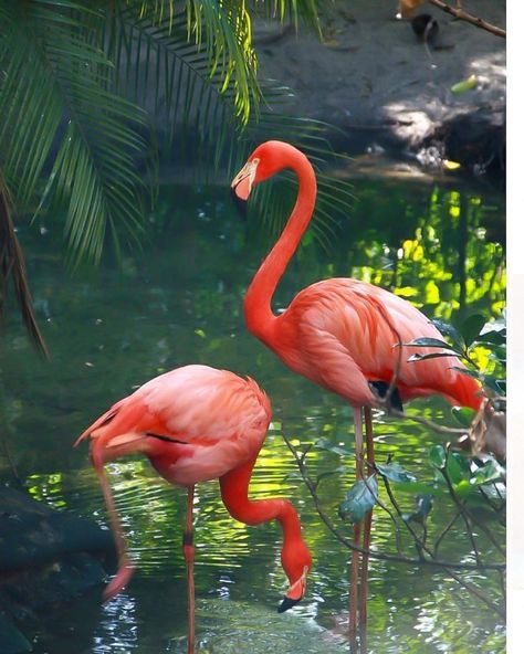 . Flamingo Pictures, Flamingo Photo, Flamingo Wallpaper, Flamingo Painting, Flamingo Art, Pink Bird, Tropical Birds, Exotic Birds, Colorful Birds