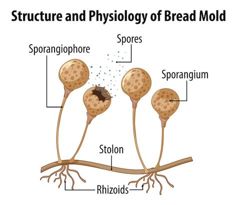 Mold Drawing, Photosynthesis Activities, Bread Mould, Biology Aesthetic, Fungi Illustration, School Study Ideas, Biology Art, Bread Mold, Life Choices Quotes