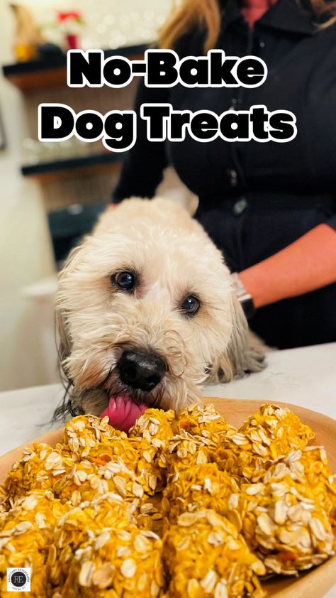 Bake Dog Treats, No Bake Dog Treats, Dog Treats Recipe, Carrot Dogs, Pet Treats Recipes, Dog Treats Homemade Easy, Pumpkin Oats, Dog Biscuits Homemade, Dog Biscuit Recipes