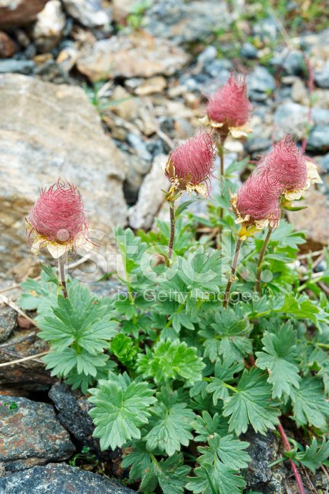 Perennial Grasses, Alpine Plants, Unusual Plants, Unusual Flowers, Drought Tolerant Plants, Garden Fountains, Different Plants, Pretty Plants, Colorful Garden