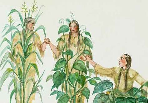 legend of the three sisters | Fluster Buster: Gardens - The 3 Sisters Legend - Corn, Beans & Squash Homemade Plant Fertilizer, Oneida Nation, Traditional Literature, Native American Stories, Native American Legends, The Three Sisters, Waldorf Education, 3 Sisters, Fertilizer For Plants