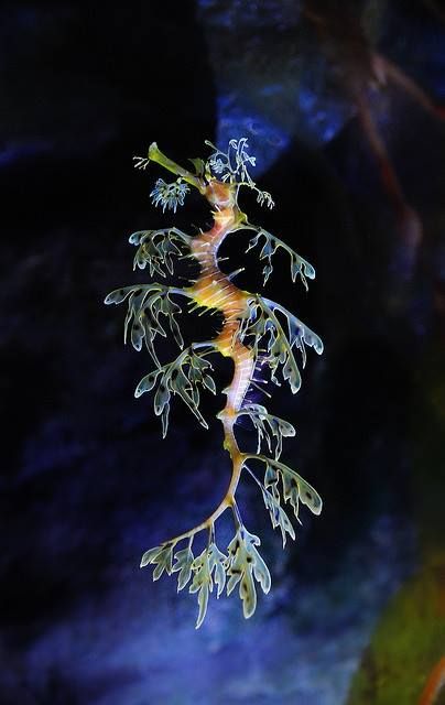 Ocean Reference, Leafy Sea Dragon, Creature Marine, Fauna Marina, Beautiful Sea Creatures, Water Animals, Sea Dragon, Underwater Creatures, Underwater Life