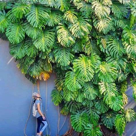 Olivra Homedecor on Instagram: “Massive Outdoor Monstera😍 Tag a Friend that needs to see this Giant Monstera!👇🏻😉⁠ 🌿Follow us @olivra.houseplants⁠ 👉🏻Follow us…” Plant Aesthetic, Monstera Plant, House Plants Decor, Monstera Deliciosa, House Plants Indoor, Pretty Plants, Green Life, Perennial Plants, Tropical Garden