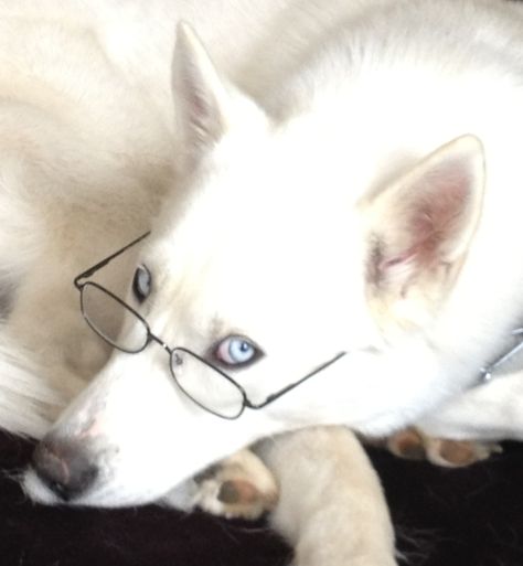 My white siberian husky! with my dad's glasses on cute!!! Husky With Glasses, Puppy In Snow, Snow Puppy, White Siberian Husky, Wolf Husky, Dream Pet, Animal Encounters, Dog With Glasses, Husky Mom