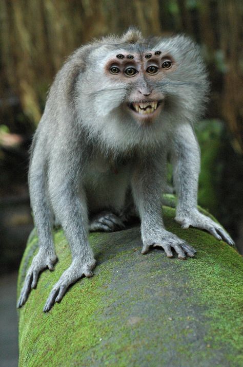 Monkey Smiling, Smiling Animals, Spider Monkey, Mandrill, Great Ape, Rare Animals, Cute Monkey, Baboon, Happy Animals