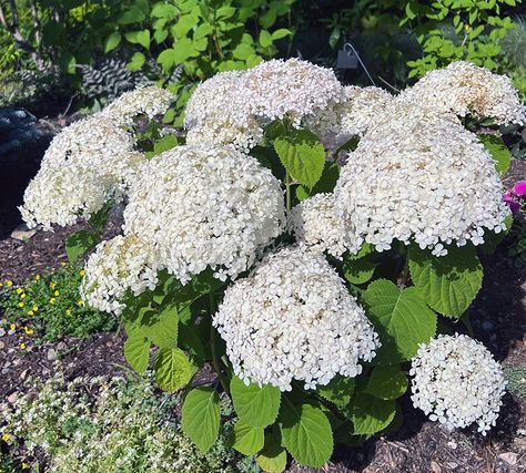 I Love the Wee White Hydrangea Wee White Hydrangea Landscape, Wee White Hydrangea, Hydrangea Landscaping, Smooth Hydrangea, Hydrangea Arborescens, Small Shrubs, Long Flowers, Hydrangea Not Blooming, White Hydrangea