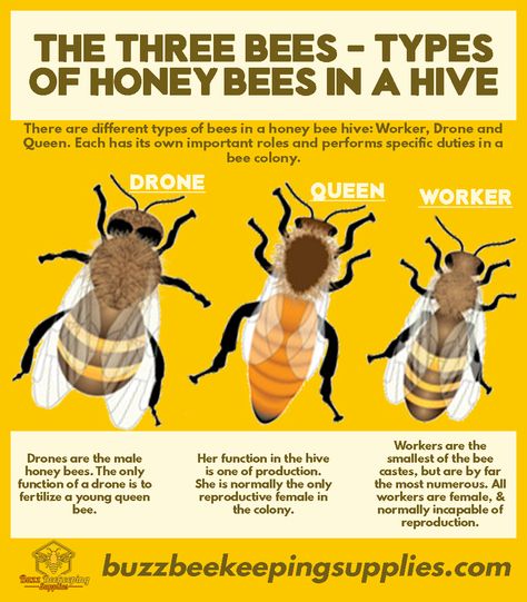 The Three Bees - Types of honey bees in a hive | Buzz Beekeeping Supplies Bee Types, Types Of Honey Bees, Bee Identification, Different Types Of Bees, Types Of Bellies, Honey Bee Facts, Honey Bees Keeping, Types Of Bees, Types Of Honey