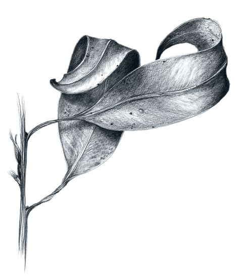 Leaves Sketch, White Drawing, Art Drawings Sketches Pencil, Leaf Drawing, Still Life Drawing, Nature Drawing, Graphite Drawings, Pencil Art Drawings, Black And White Drawing