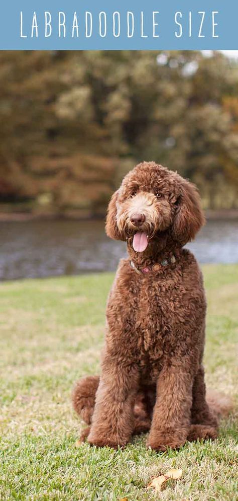 labradoodle sizes #labradoodlesizes #labradoodle #sizes Large Labradoodle, F1 Labradoodle, F1b Labradoodle, Doodle Breeds, Labradoodle Breeders, Mt Tamborine, Labradoodle Miniature, Australian Labradoodles, Labradoodle Dog