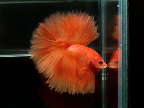 Betta Fish Types, Pretty Fish, Betta Fish Tank, Beta Fish, Aquarium Tank, African Cichlids, Fish Care, Fish Aquarium, Exotic Fish